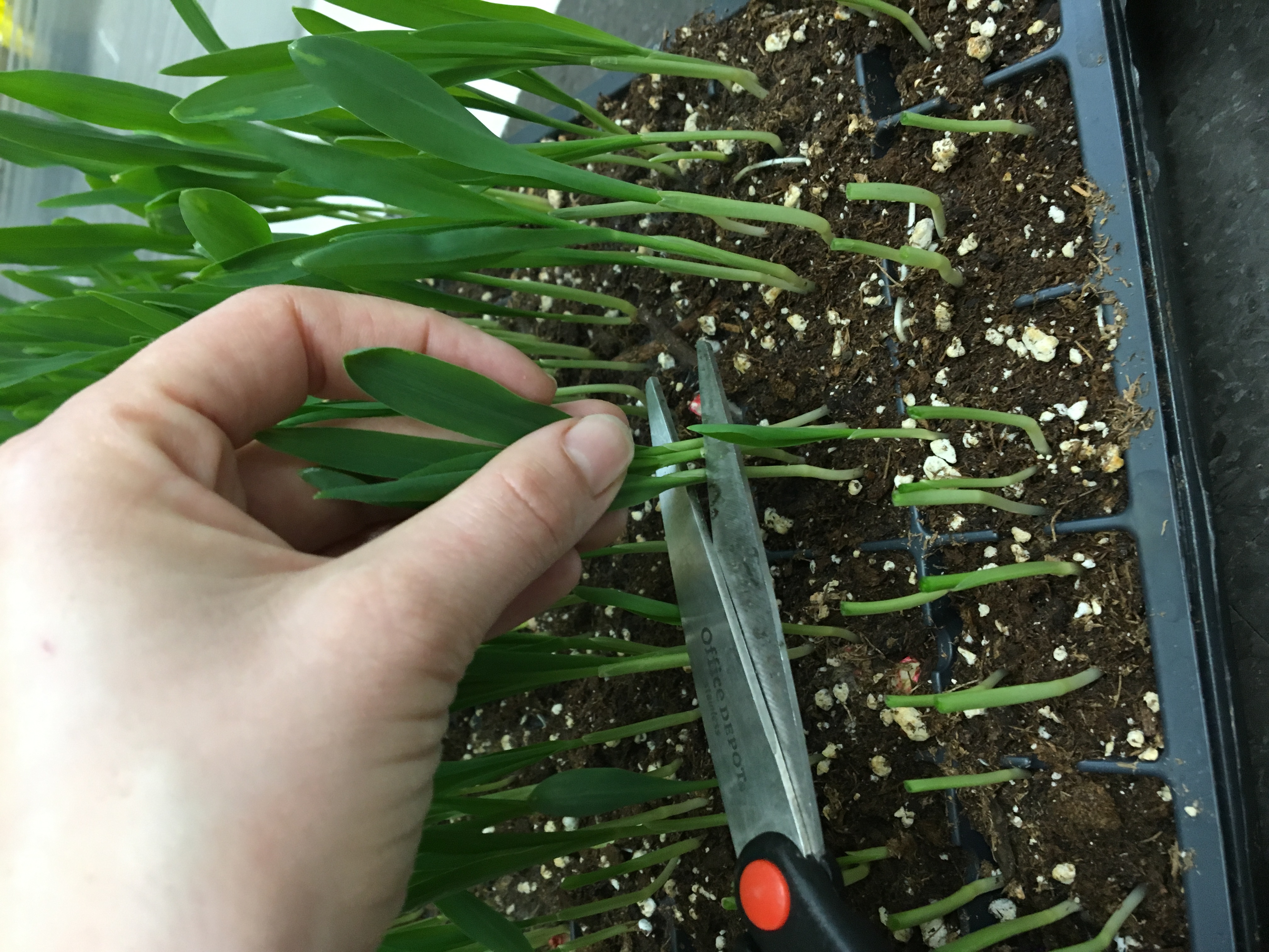 Microgreens provide homegrown nutrition without the garden 